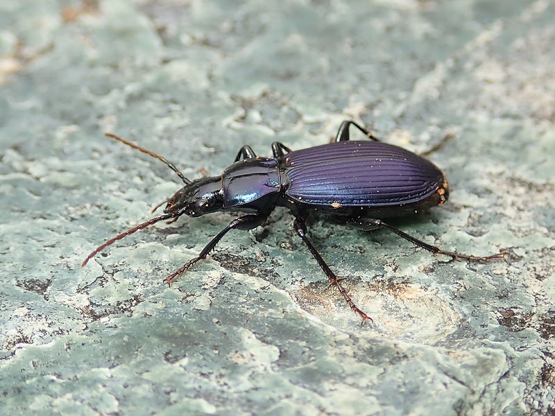 Carabidae dell''Alpe Devero: Laemostenus janthinus coeruleus